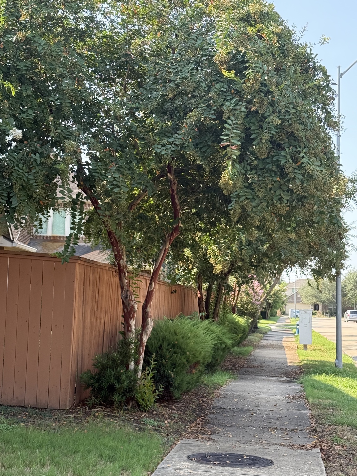 Residential landscaping project before service